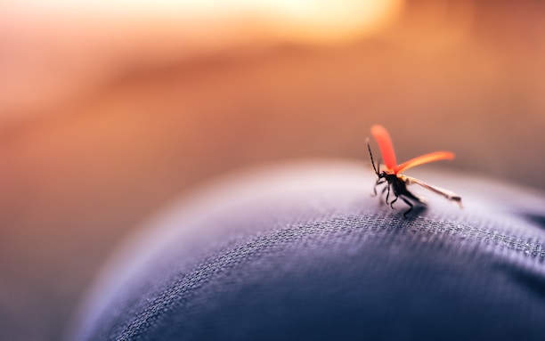 black and orange insect on black leather textile