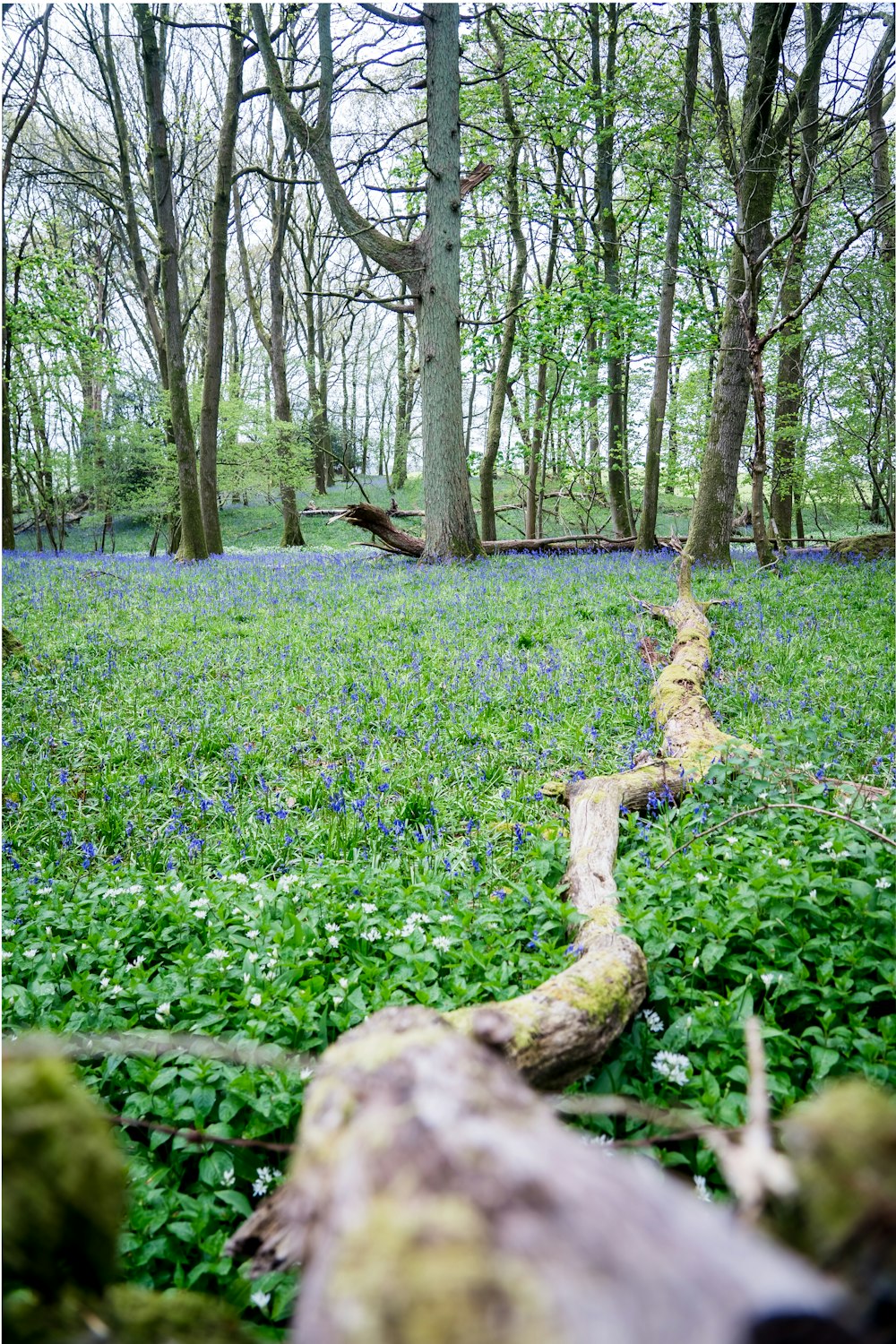 brown tree trunk on green grass field during daytime