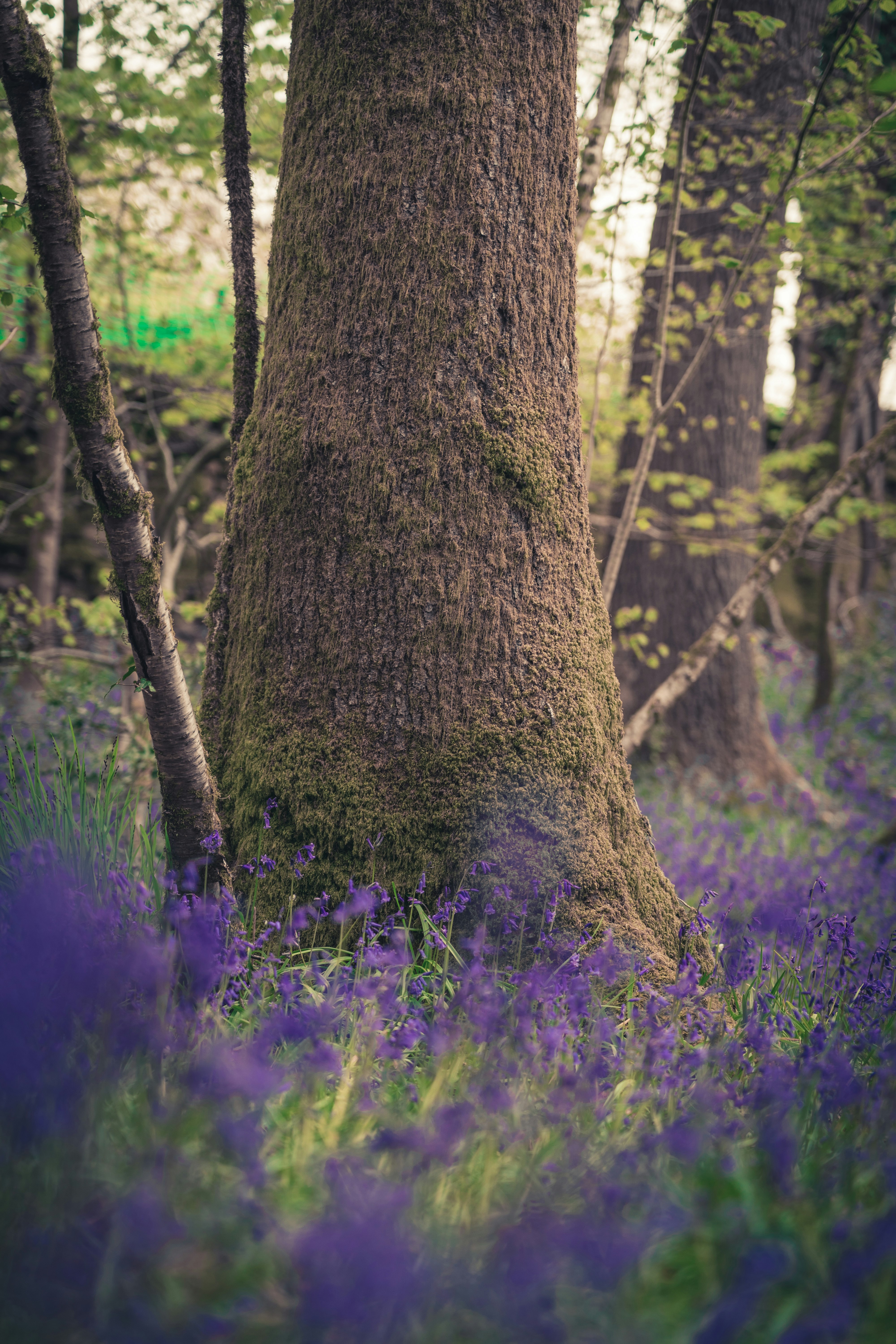 brown tree trunk on purple flower field