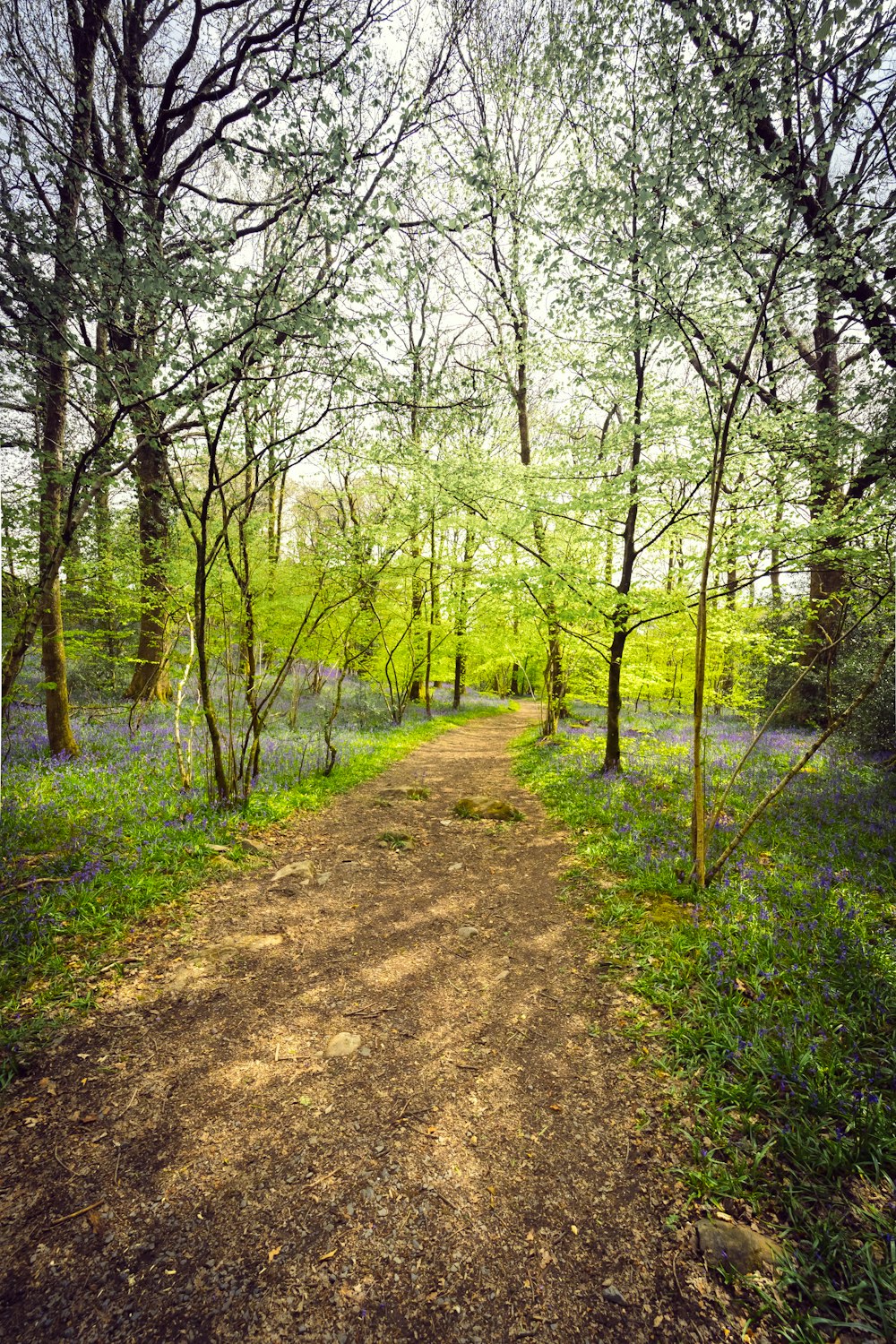 green trees on brown dirt ground during daytime