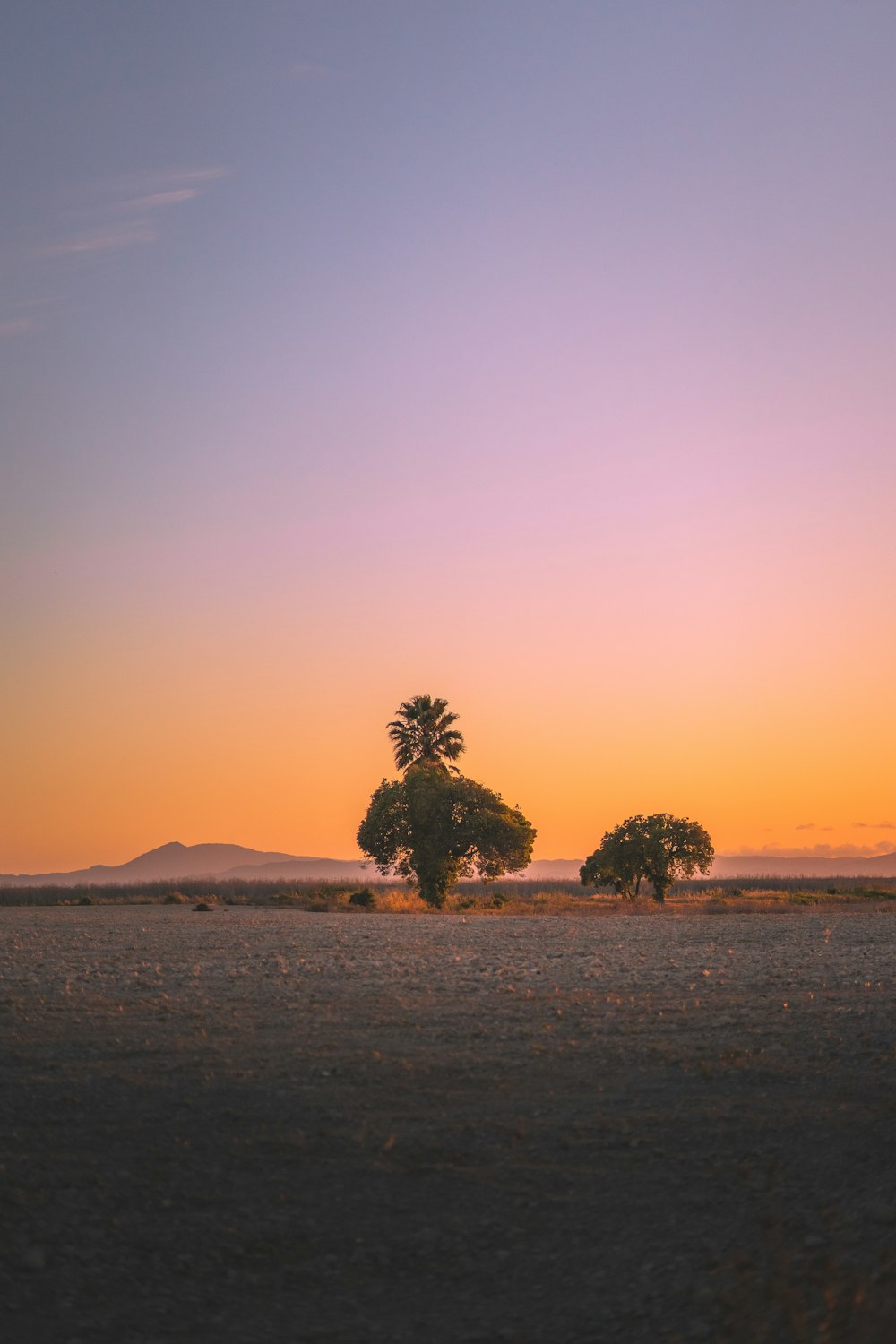 green tree on brown field during sunset