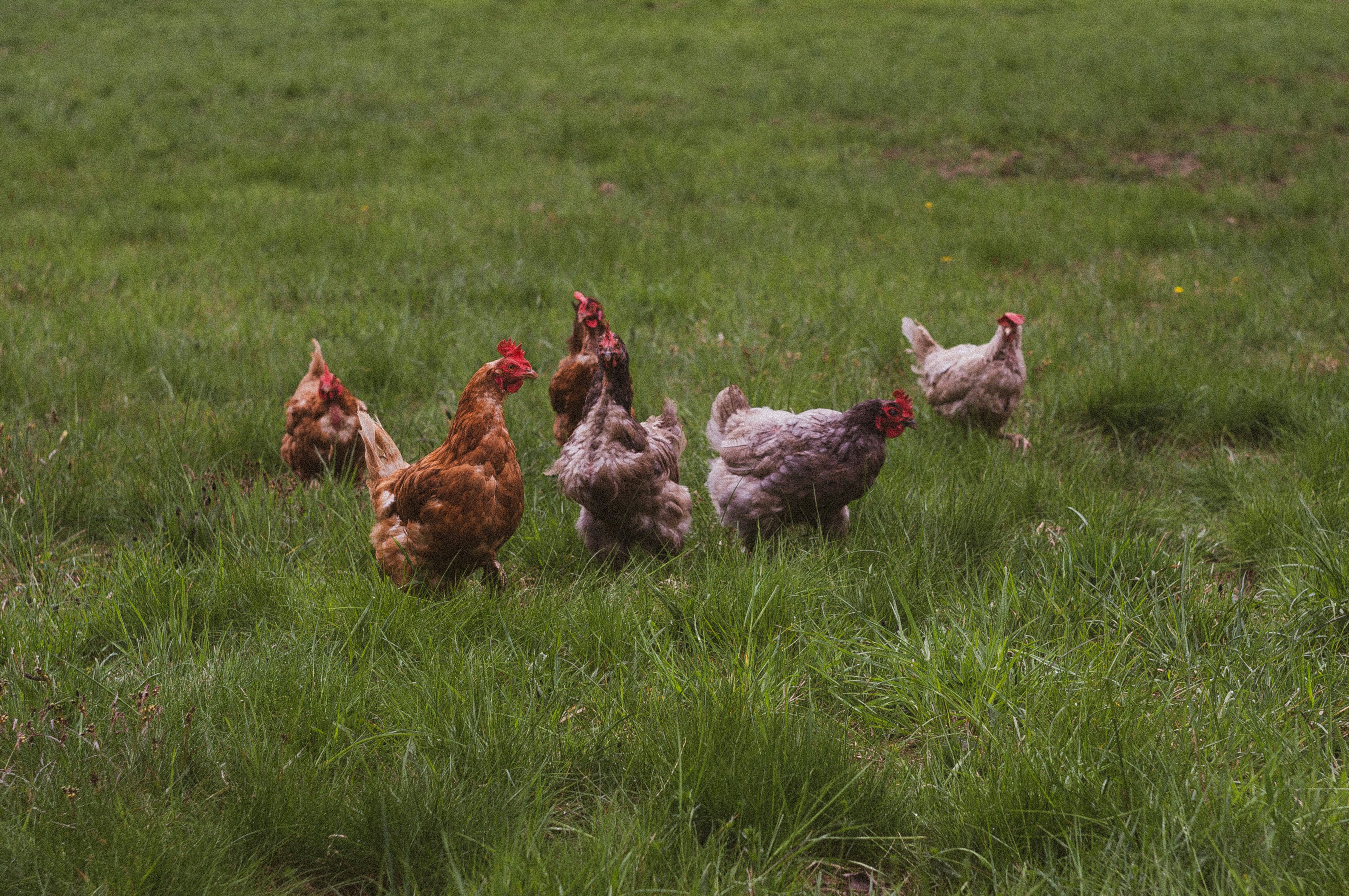 Hens