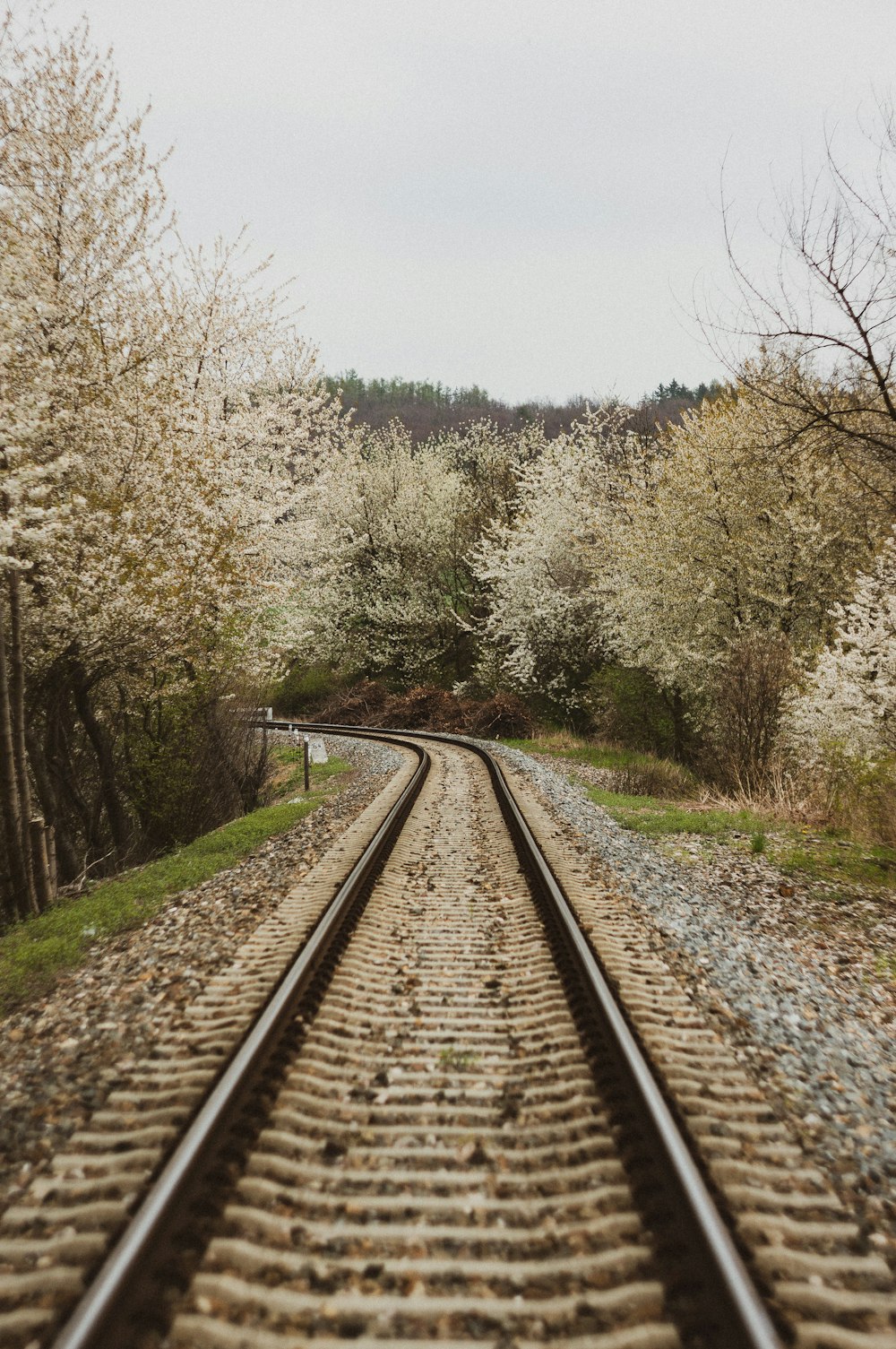 brown train rail near green trees during daytime