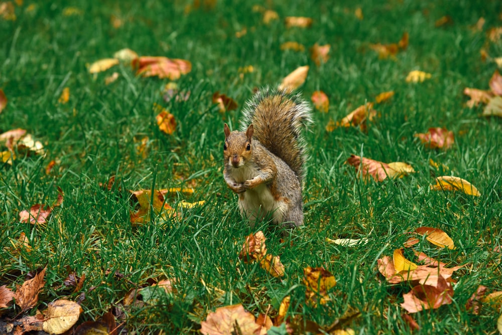 brown squirrel on green grass during daytime