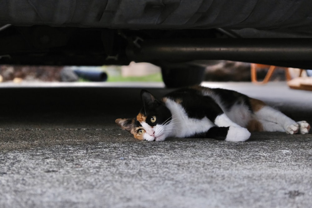 calico cat lying on gray carpet