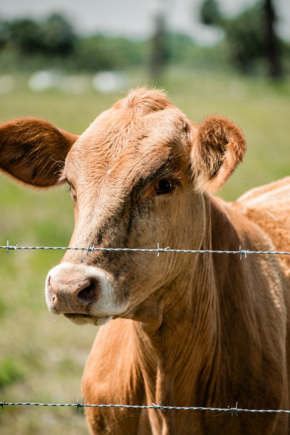 brown cow on green grass field during daytime