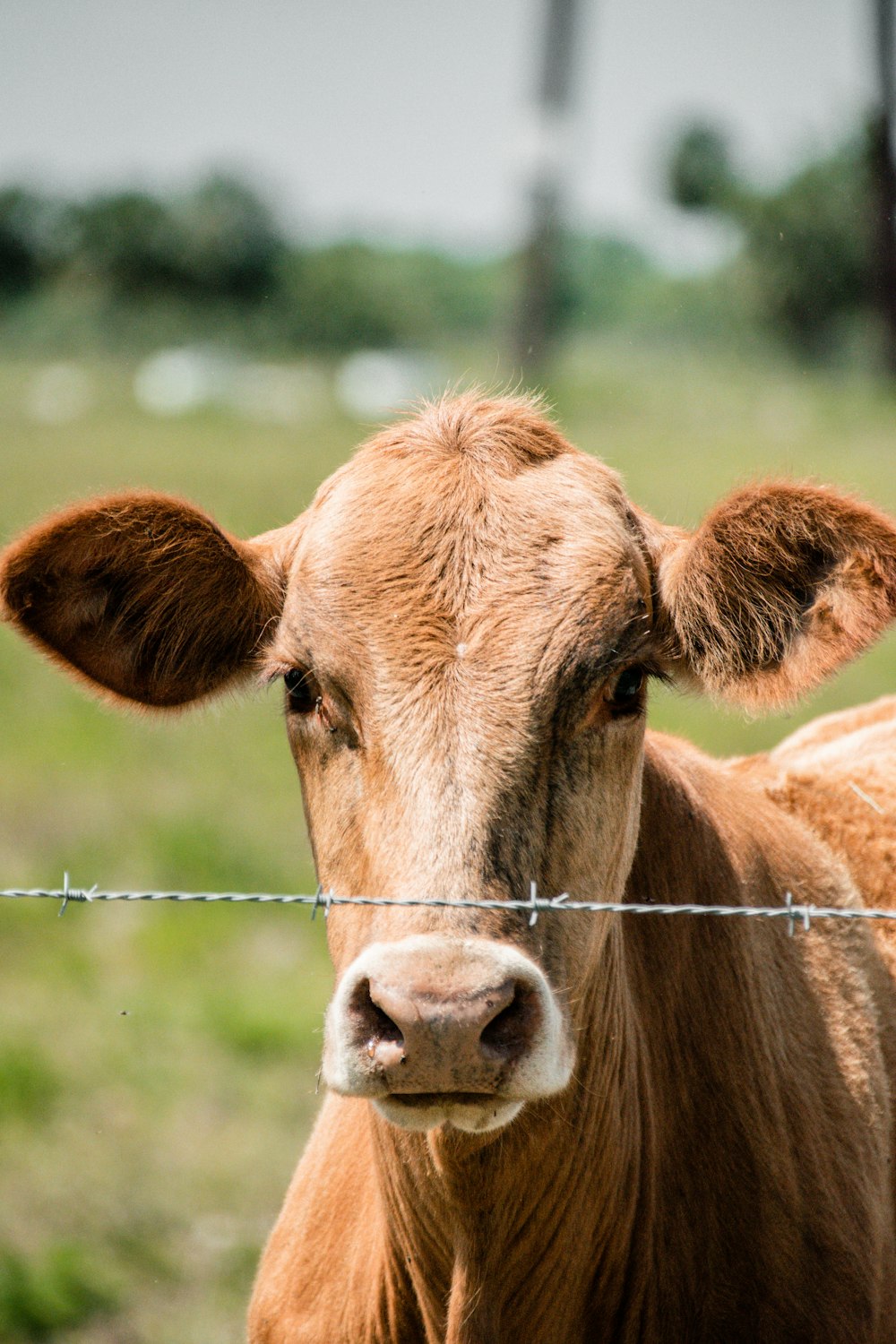 brown cow on green grass field during daytime