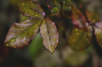 Close-up of rain droplets on vibrant leaves in a foggy monsoon forest.