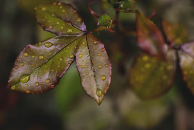 Close-up of rain droplets on vibrant leaves in a foggy monsoon forest.