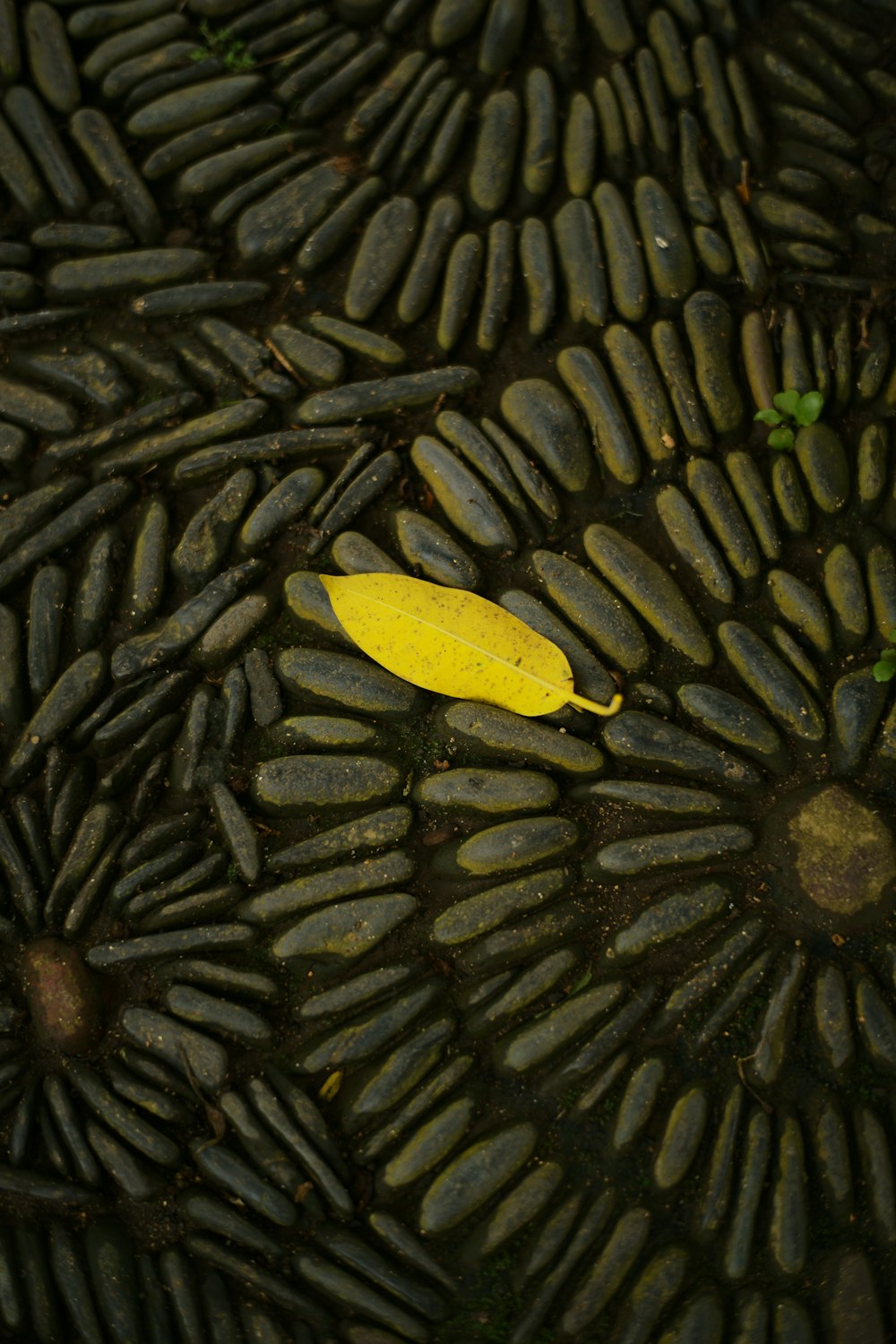 yellow leaf on black surface