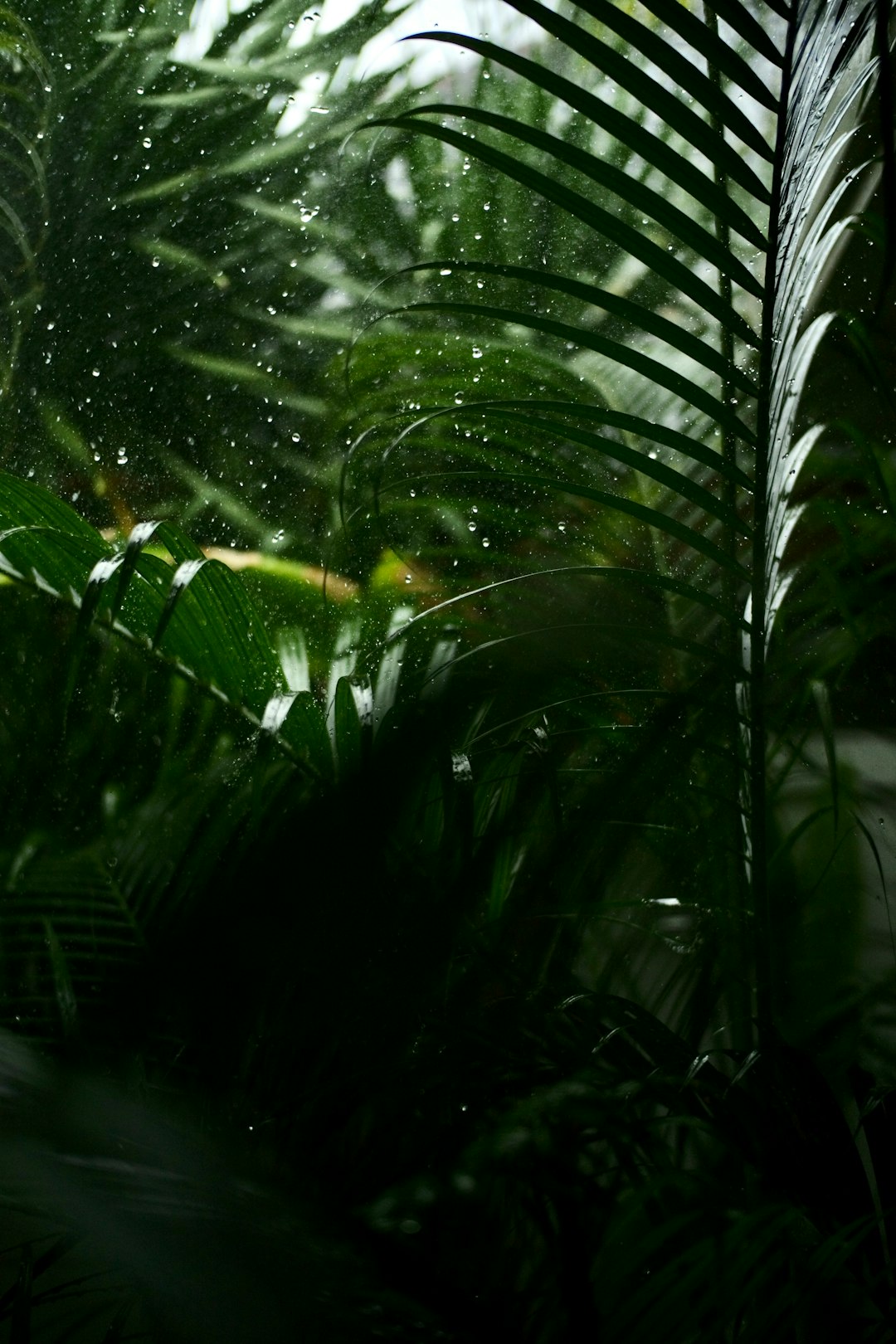 green leaf plant with water droplets