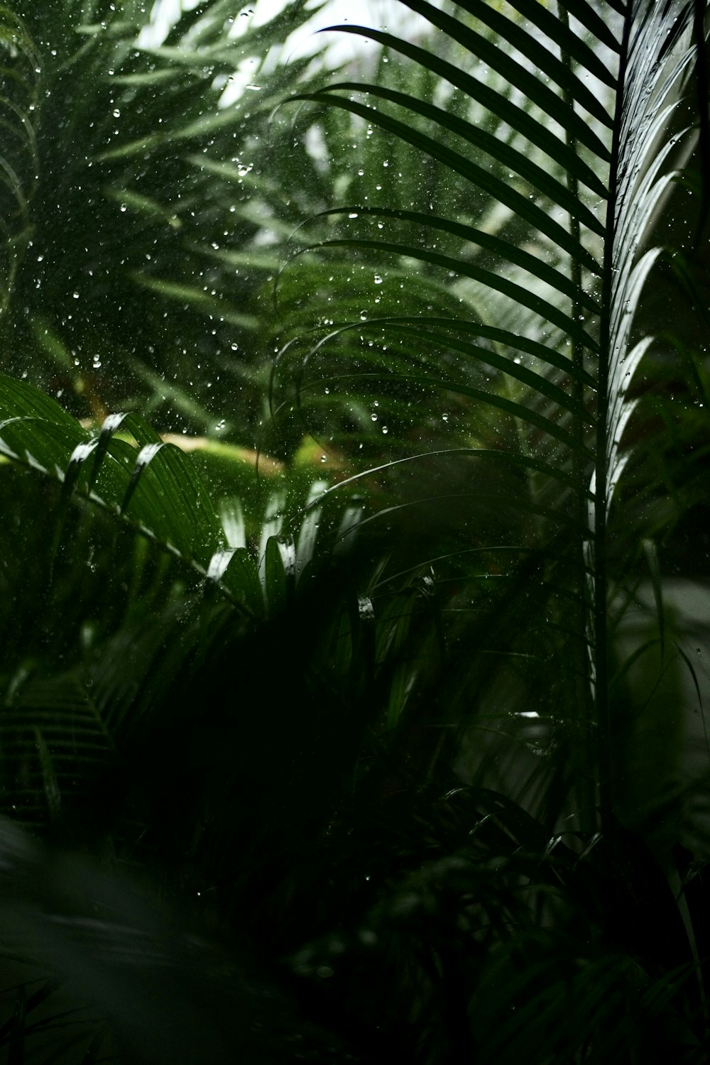 plante à feuilles vertes avec des gouttelettes d’eau