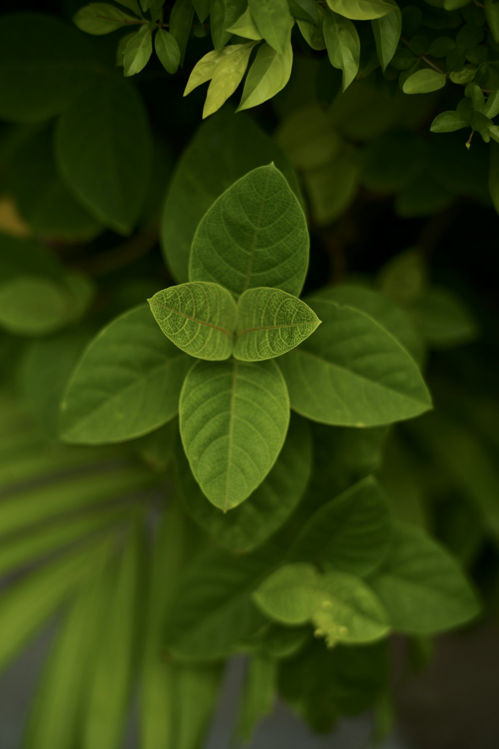 green leaves in macro lens