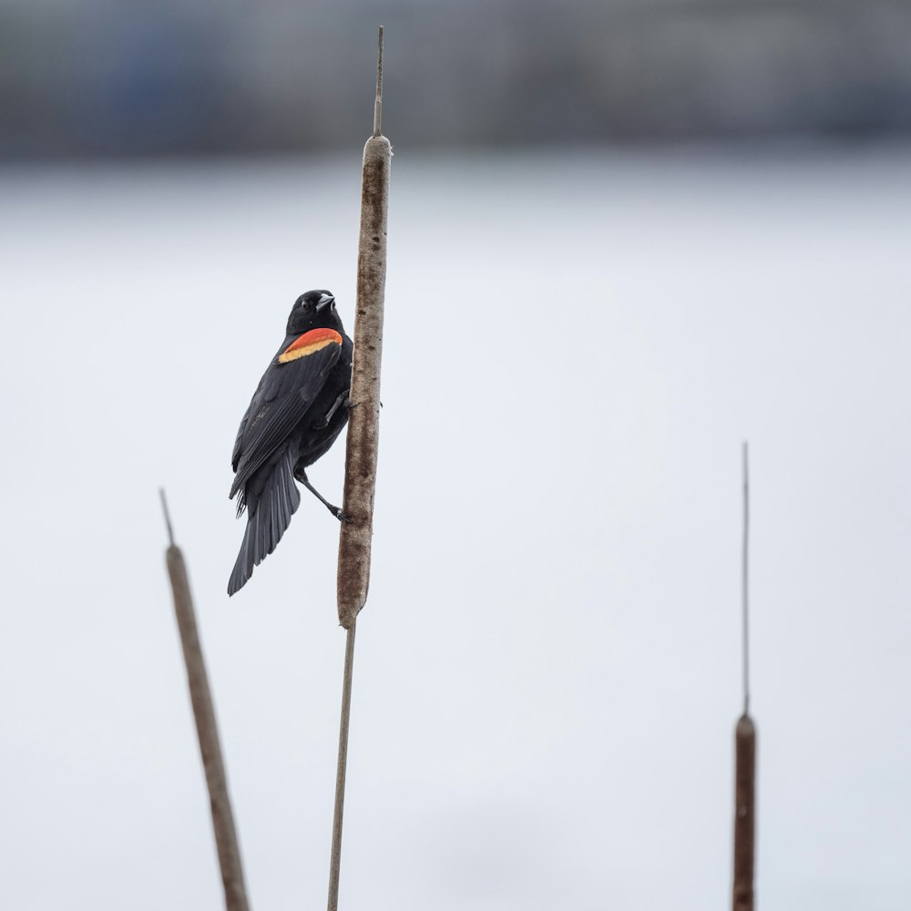 oiseau noir et orange sur bâton brun