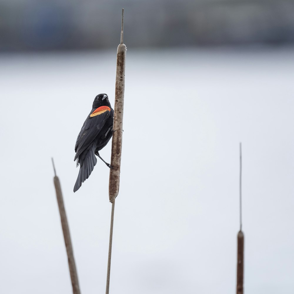 schwarzer und orangefarbener Vogel auf braunem Stock