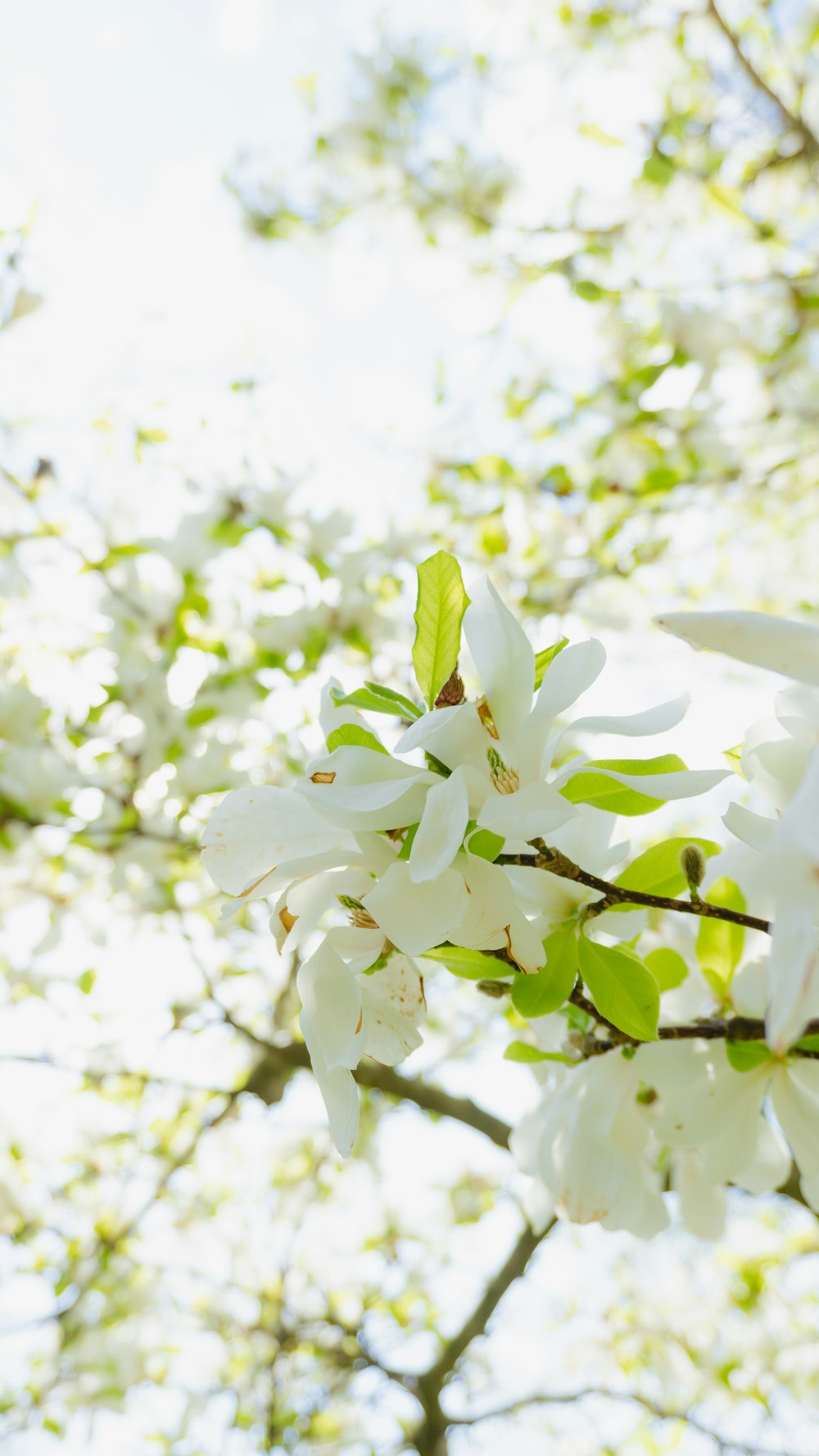 white flowers with green leaves during daytime