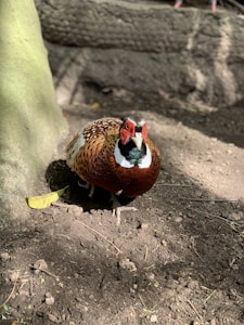 Pheasant Dog Apparel
