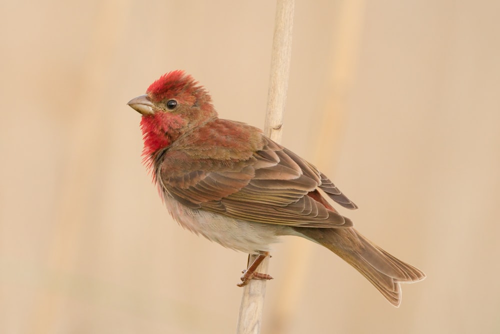pájaro marrón y rojo sobre barra de metal blanco