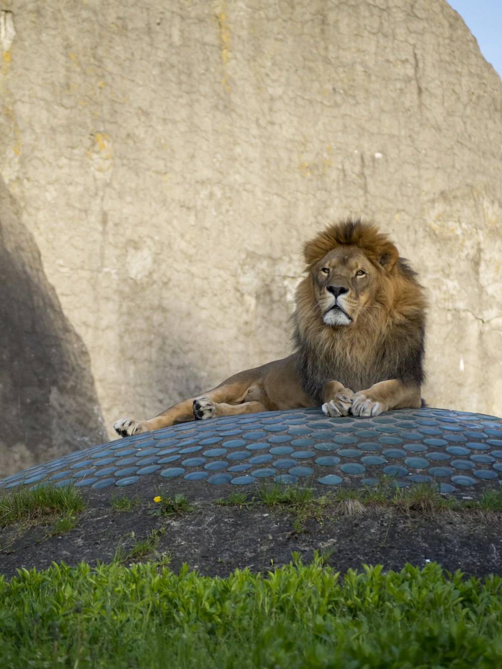 lion lying on ground during daytime