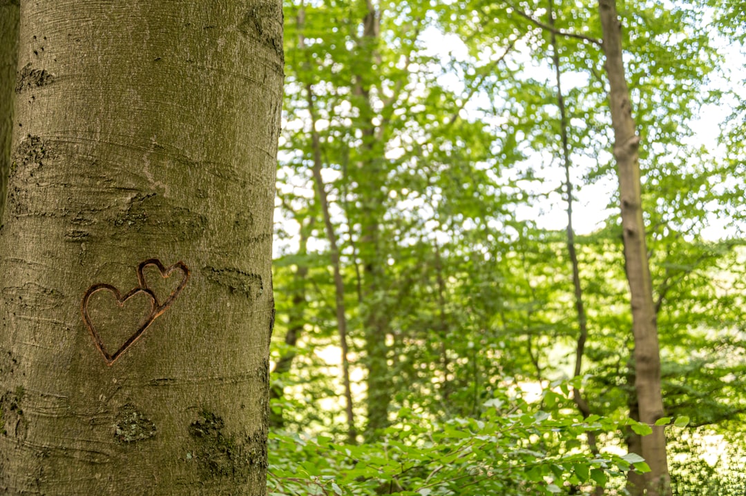 brown tree trunk surrounded by green leaves