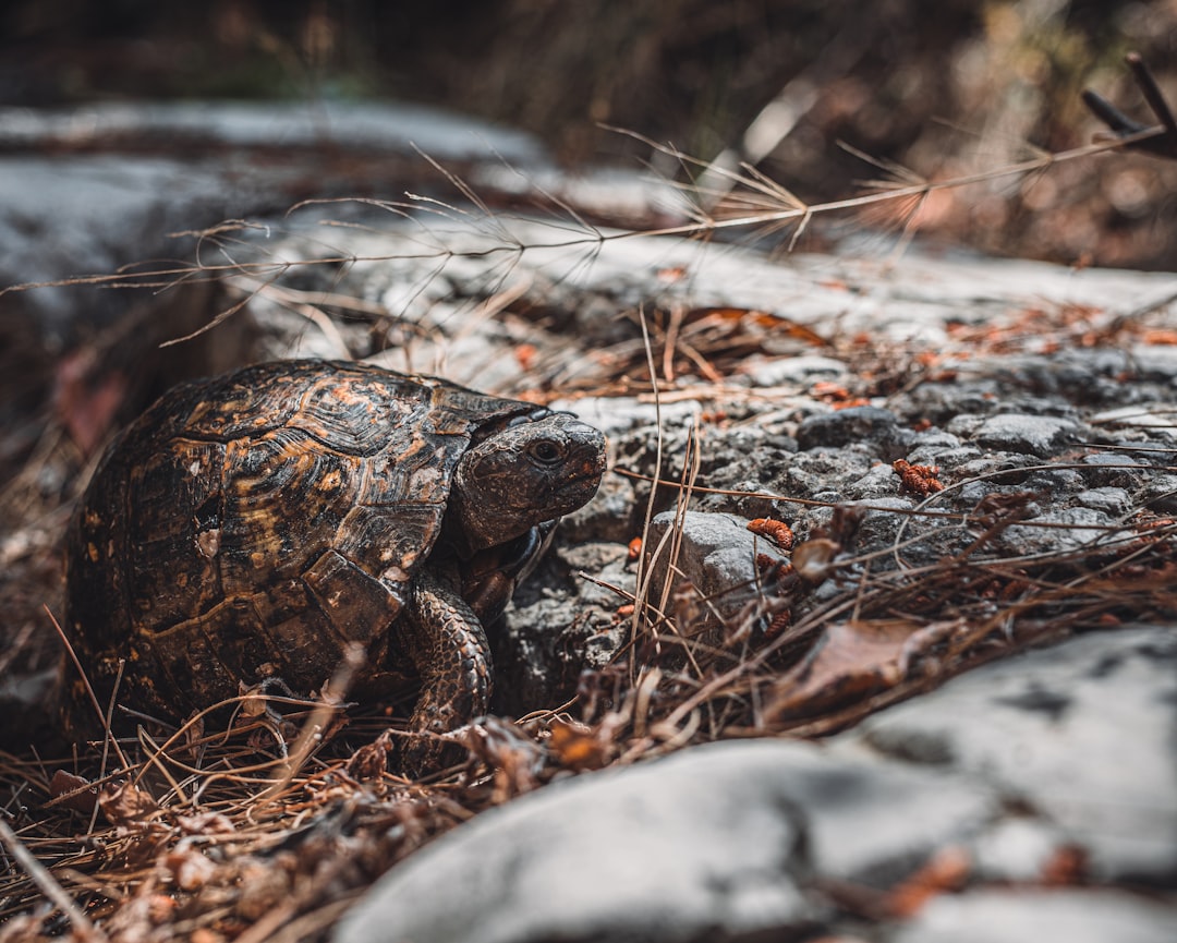 brown and black turtle on brown dried leaves