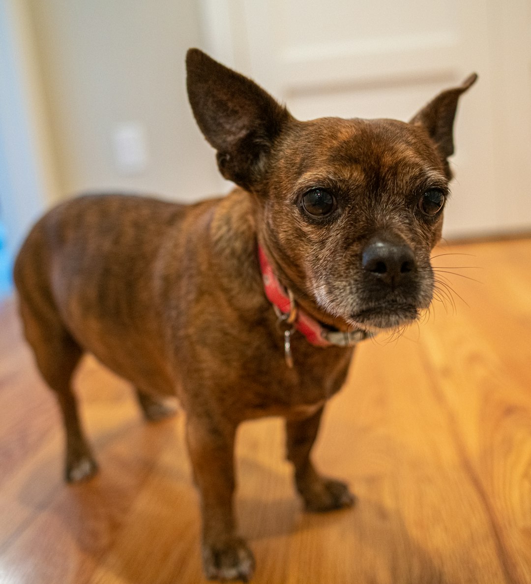 brown short coated small dog