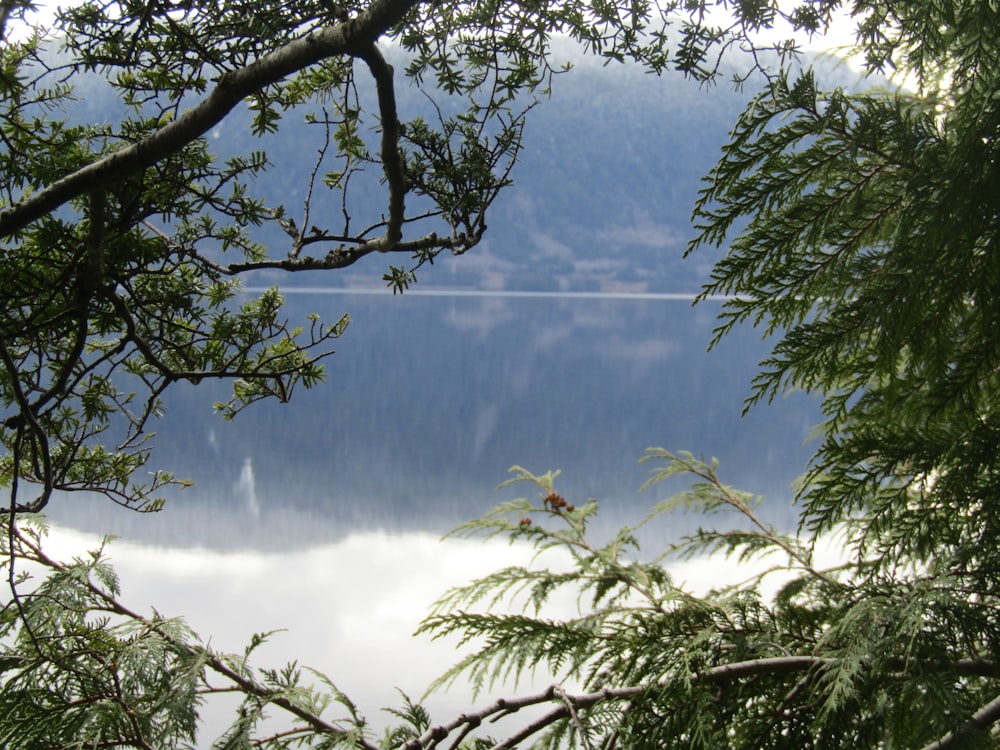 green trees near body of water during daytime