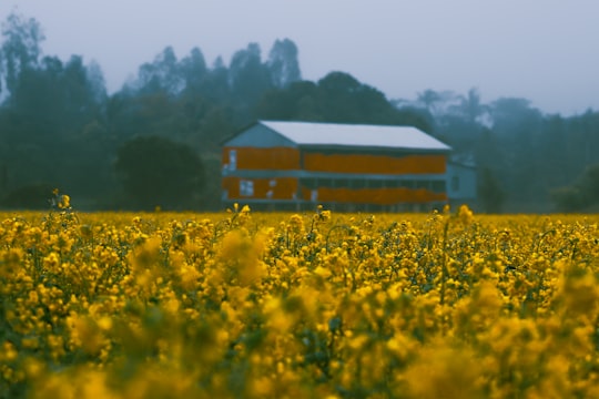 yellow flower field near brown wooden house during daytime in Dhaka Bangladesh