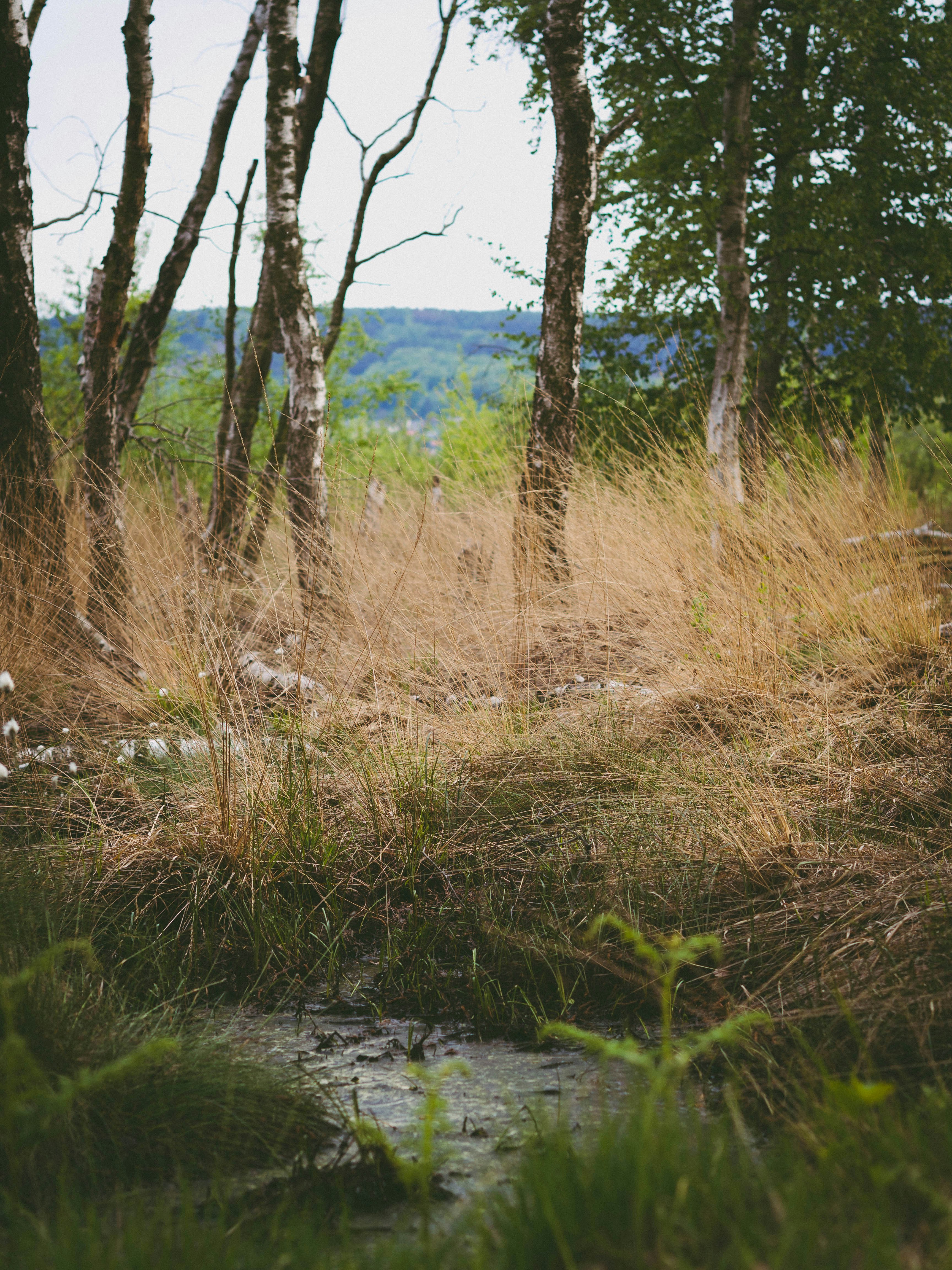 Photo by christiankrebel