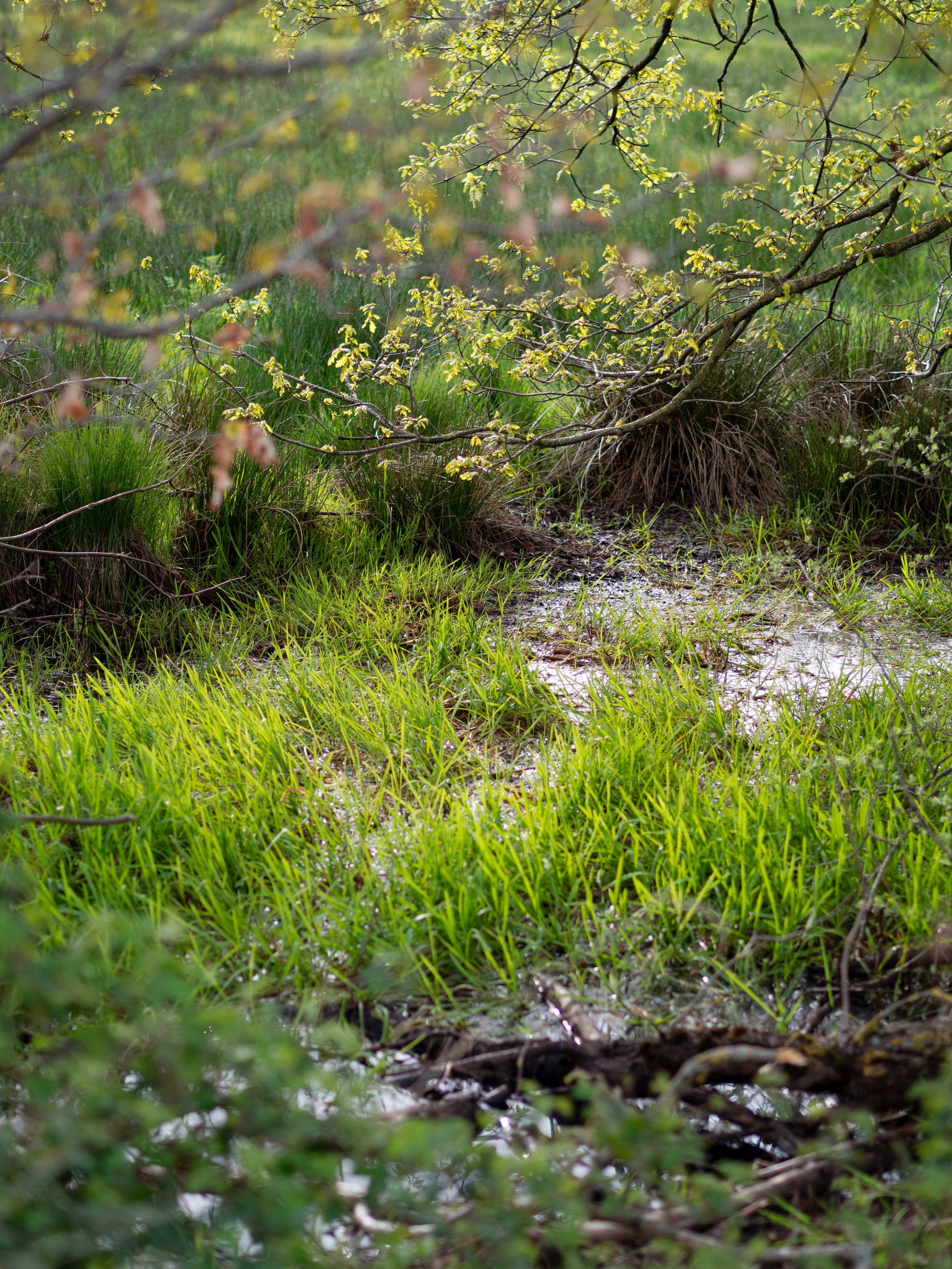 Photo by christiankrebel