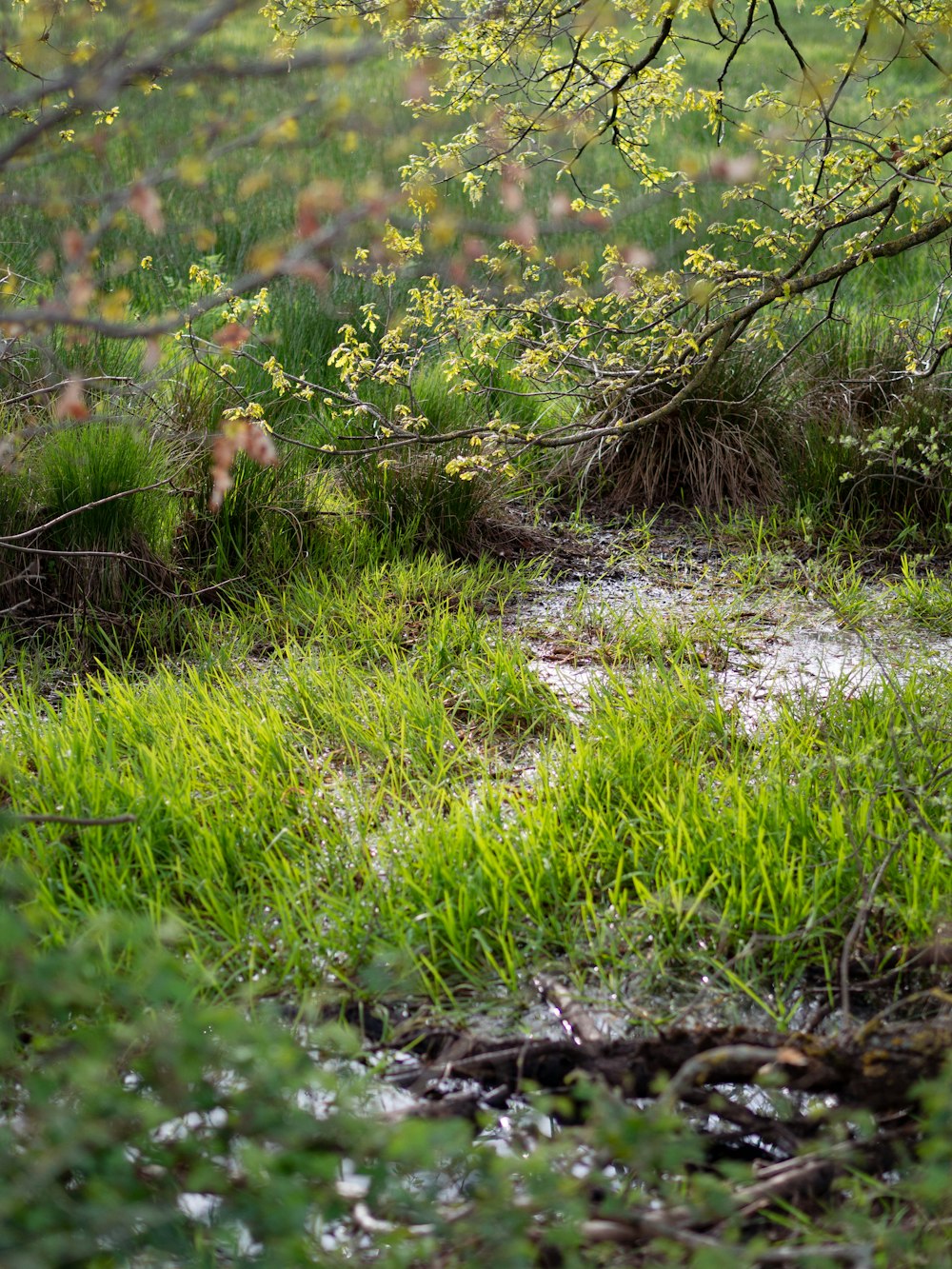 Champ d’herbe verte pendant la journée