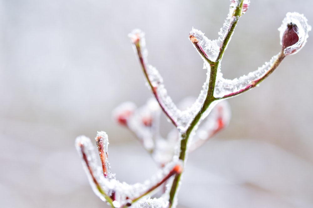 white and pink flower buds