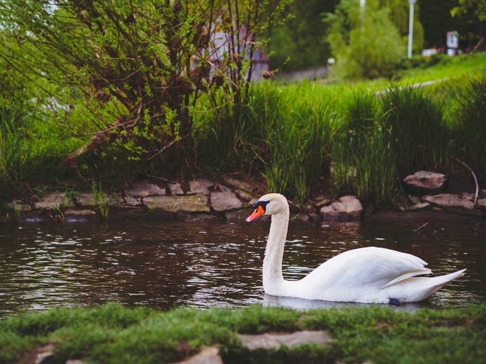 white swan on water during daytime