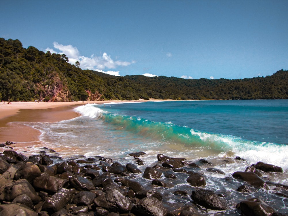 brown rocky shore near green trees and body of water during daytime