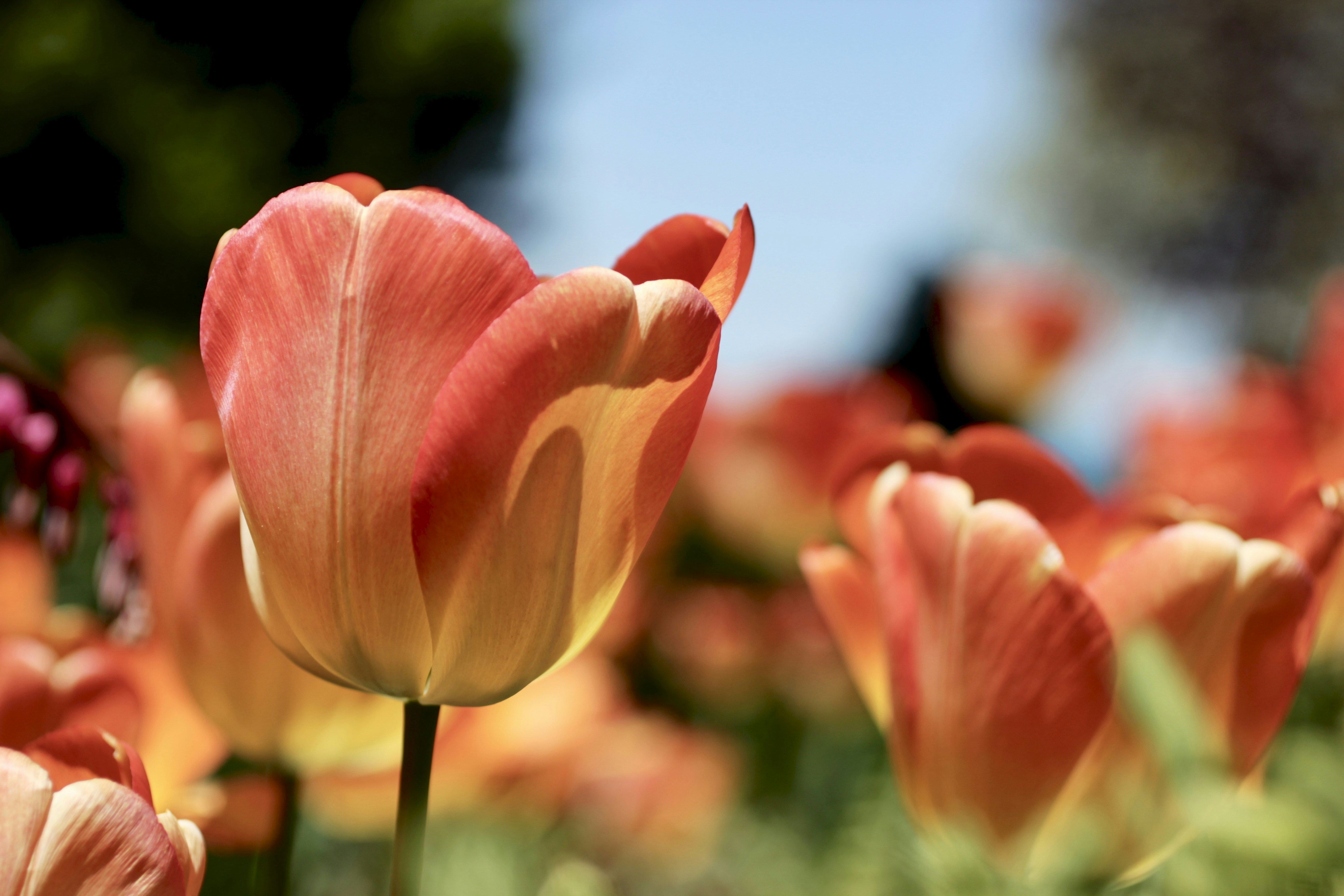 Photo by dcanadianphotographer