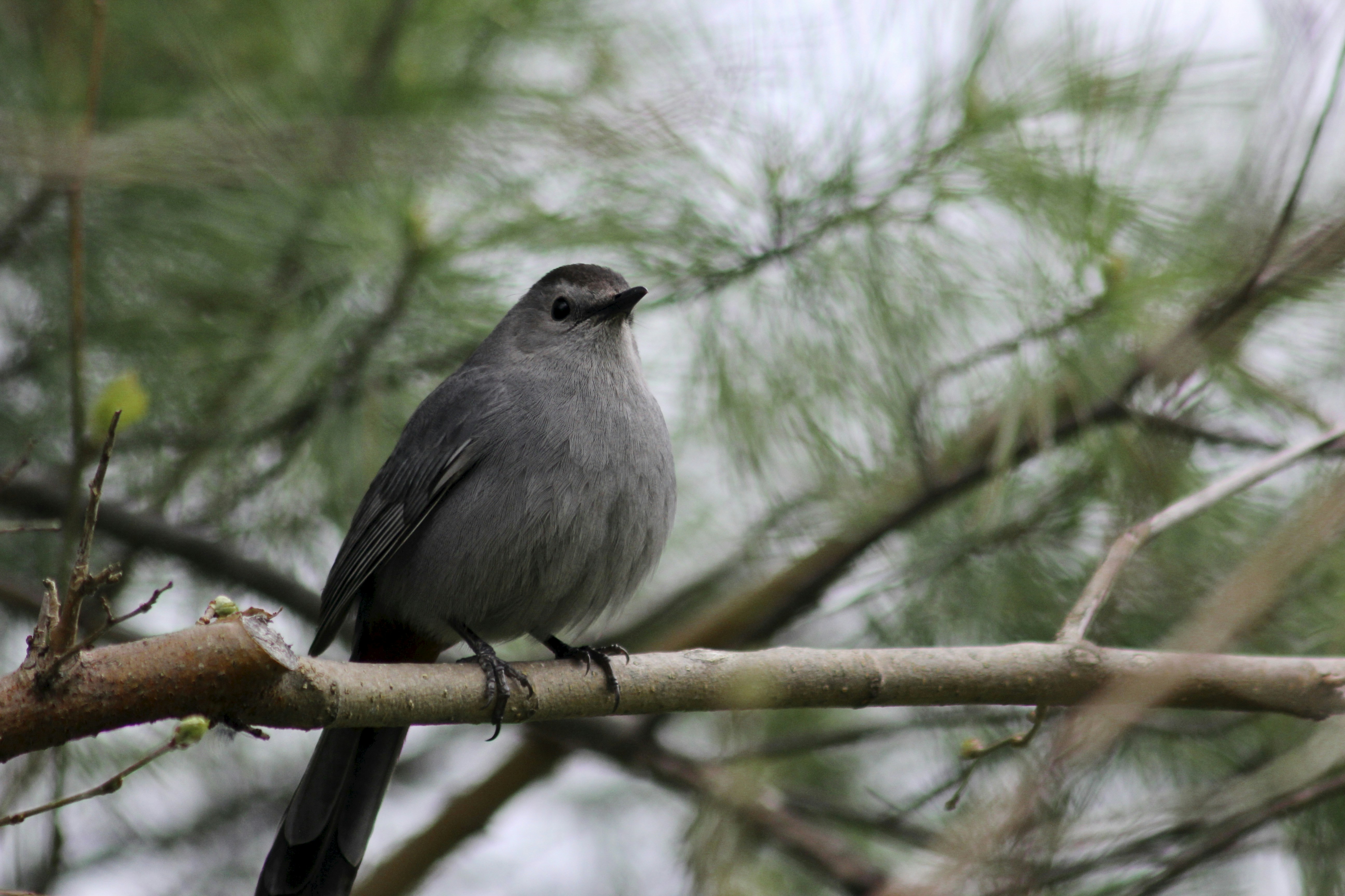 Photo by dcanadianphotographer