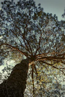 Wide shot of a well-shaped tree crown allowing sunlight to filter through