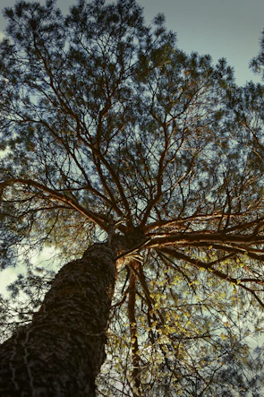 Wide shot of a well-shaped tree crown allowing sunlight to filter through