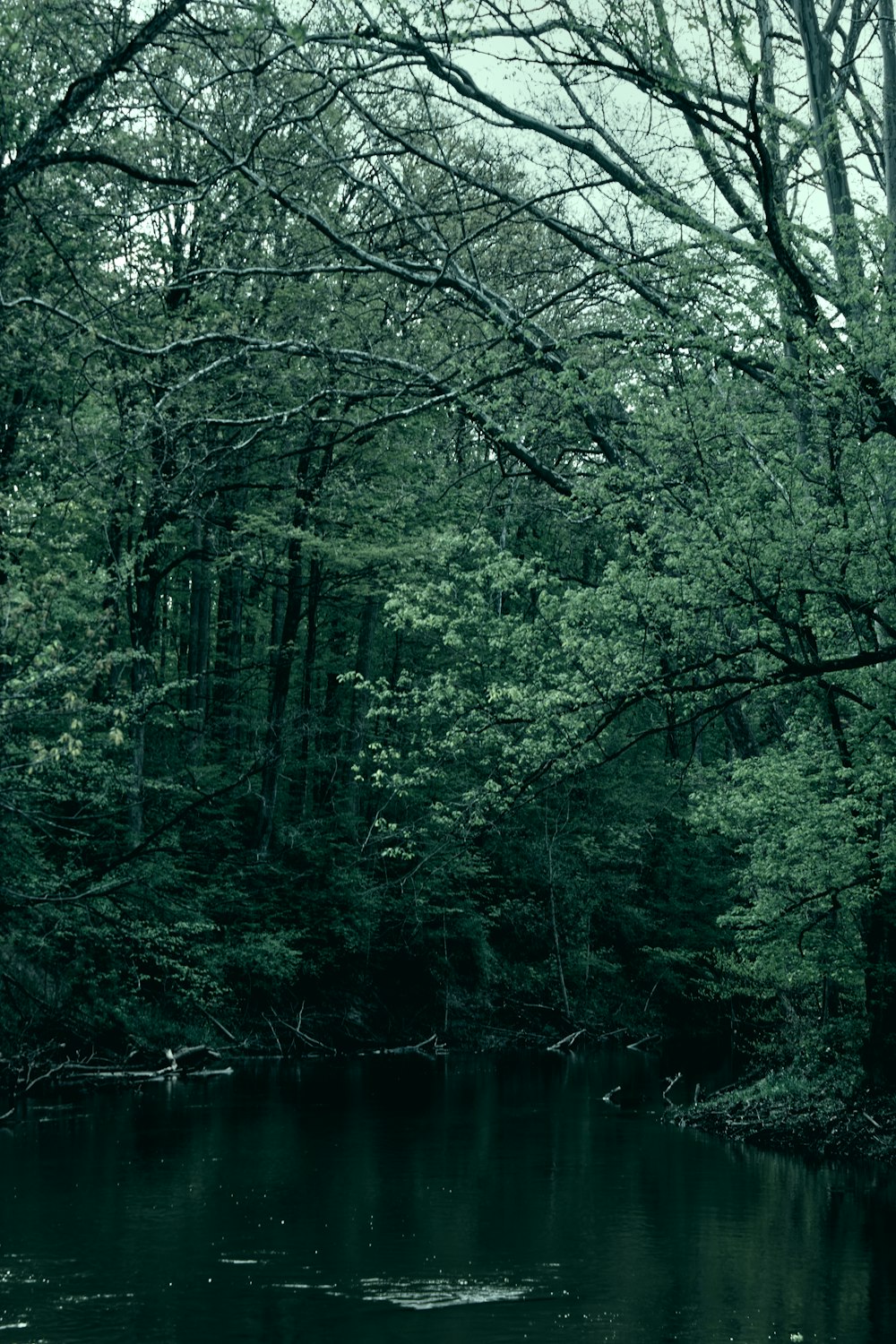 green trees beside river during daytime