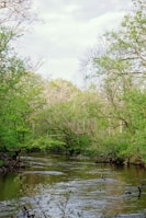 A tranquil river meandering through a lush green forest.