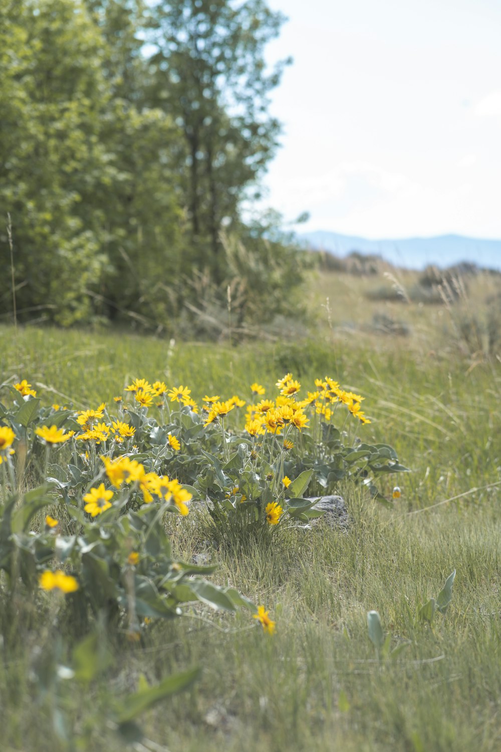 flores amarillas en un campo de hierba verde durante el día