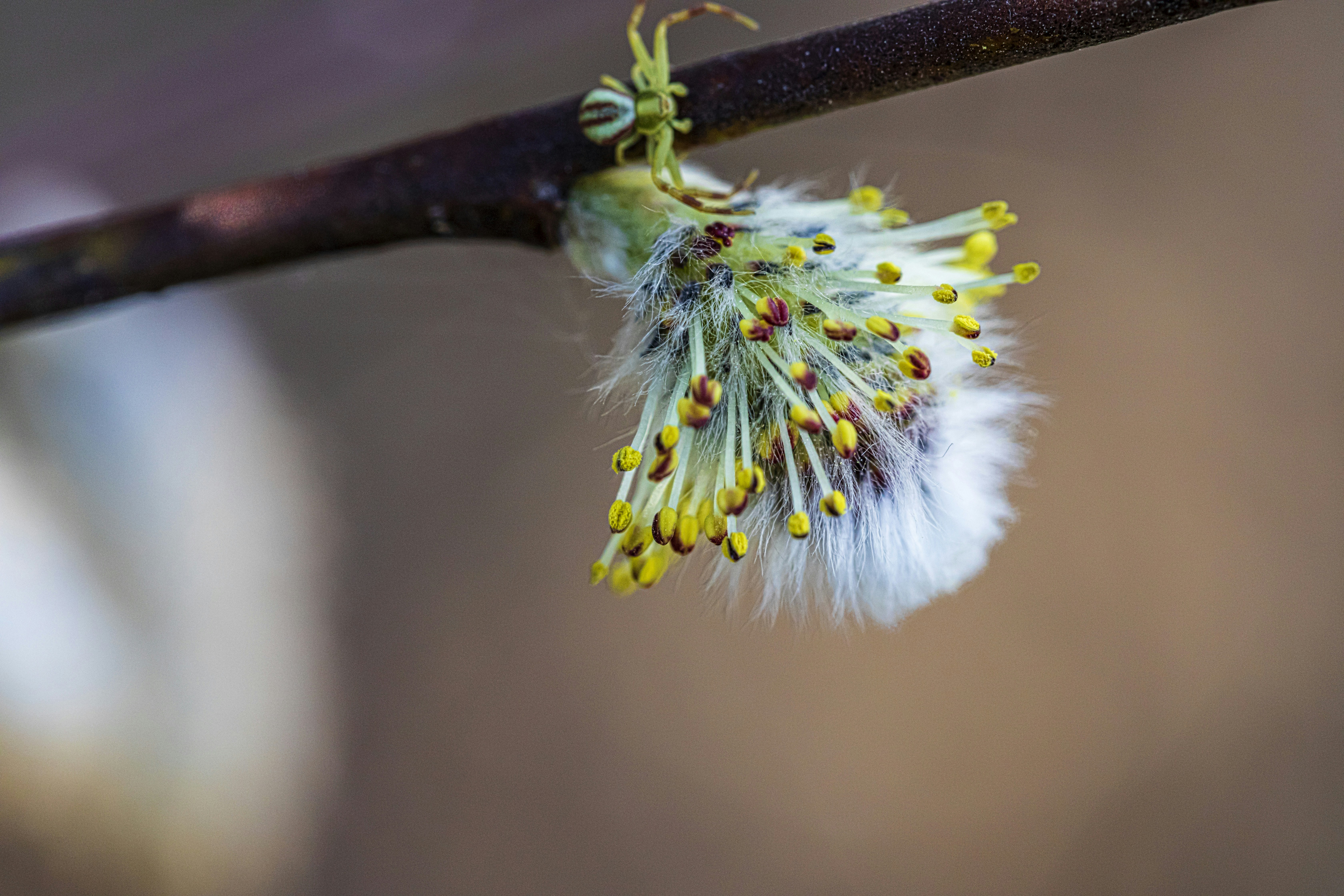 Photo by camerauthor