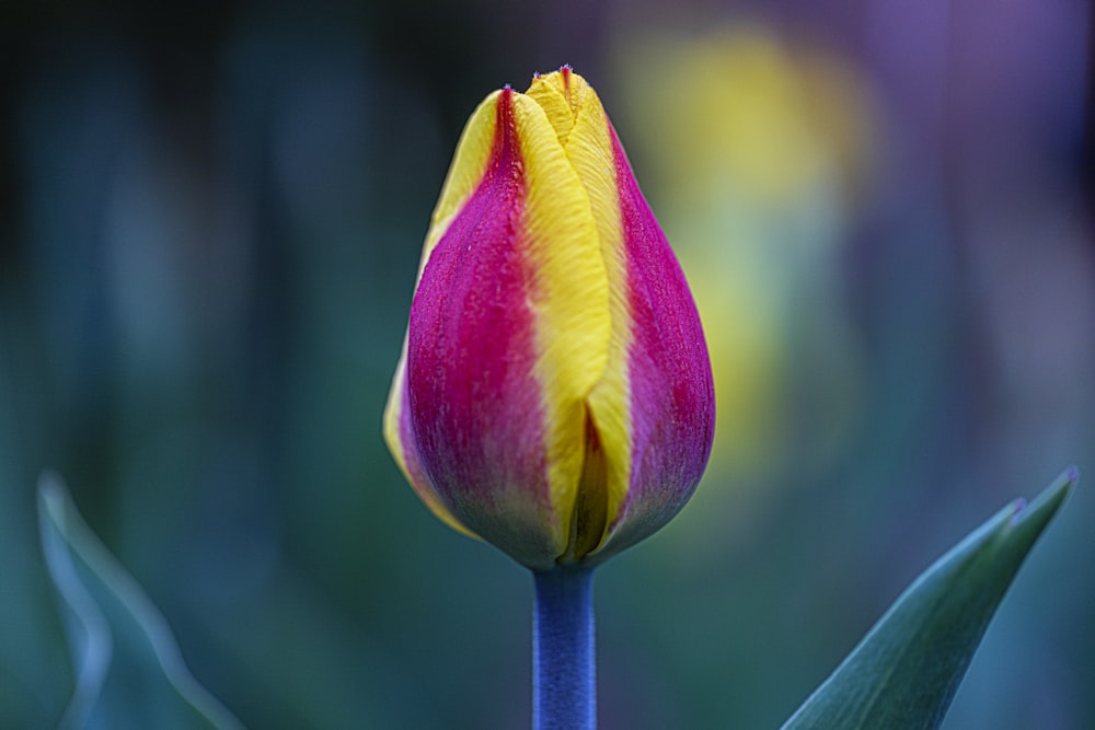 purple and yellow flower bud in close up photography