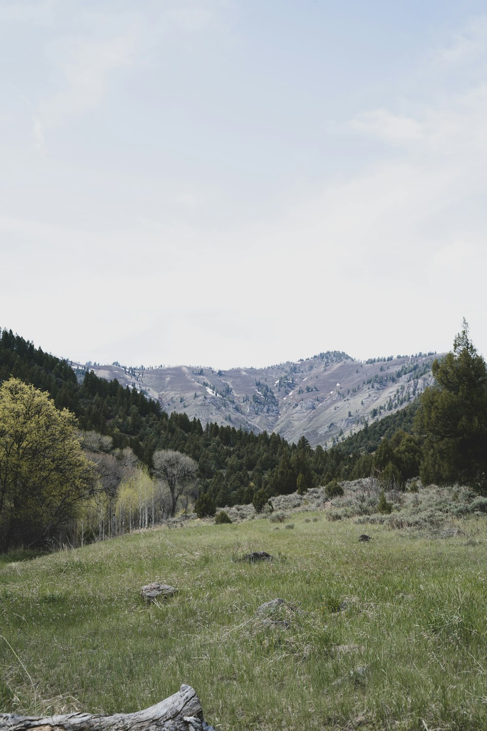 Campo de hierba verde cerca de árboles verdes y montañas durante el día