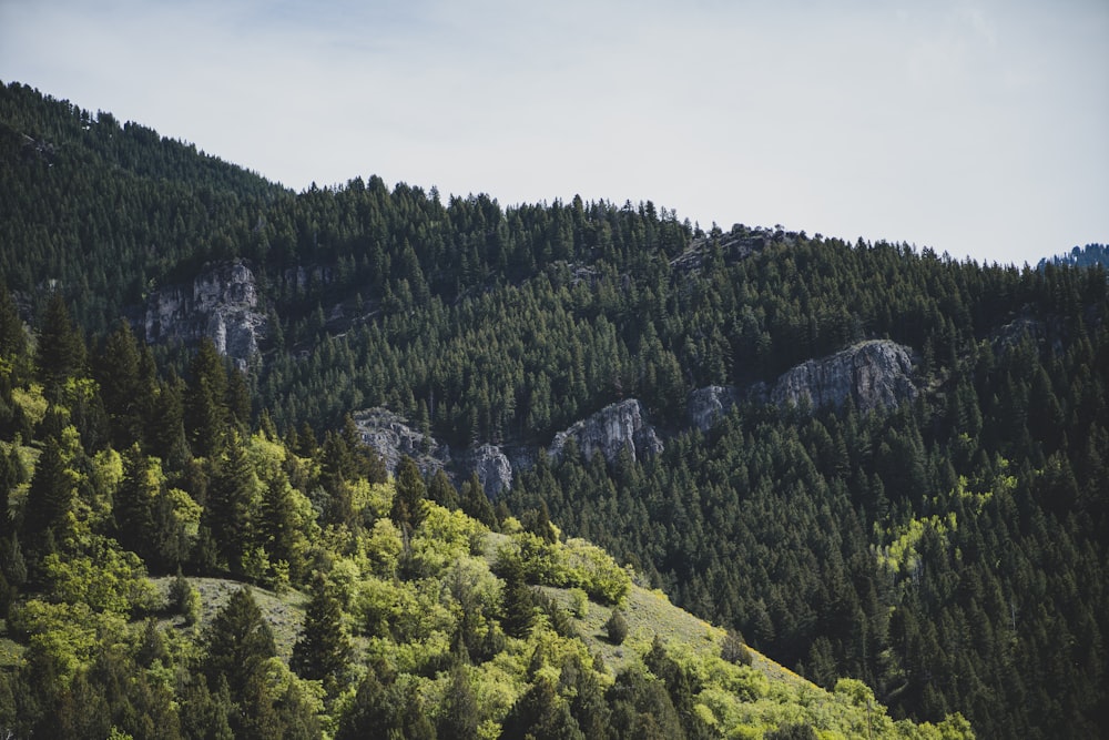 árboles verdes en la montaña bajo el cielo blanco durante el día