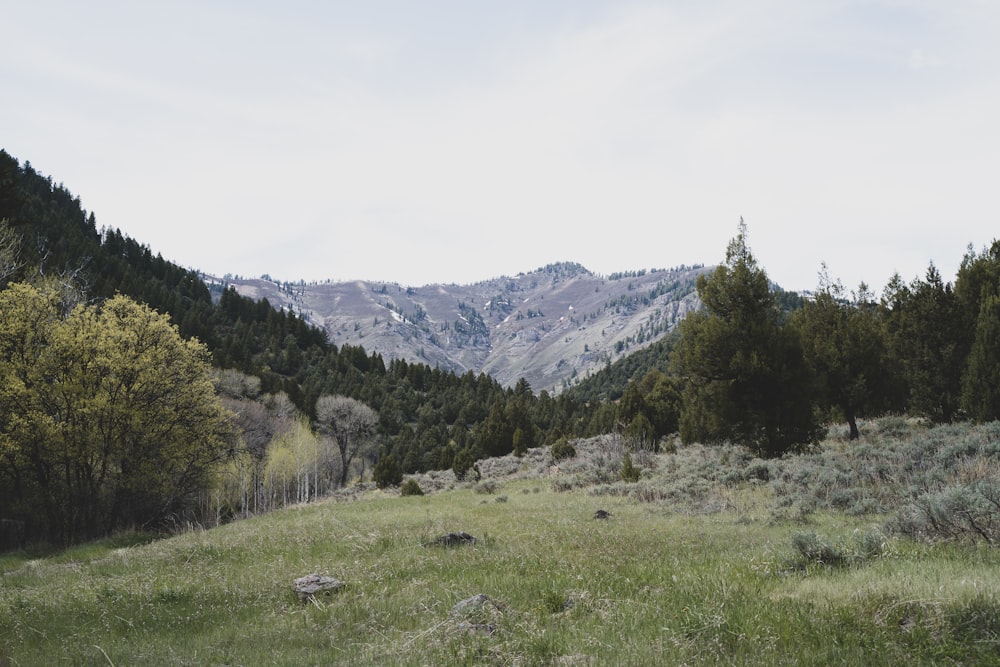 green grass field near green trees and mountains during daytime