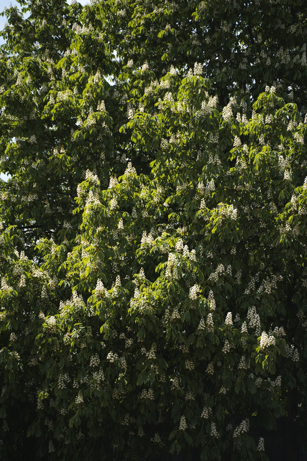 árvore verde com flores brancas