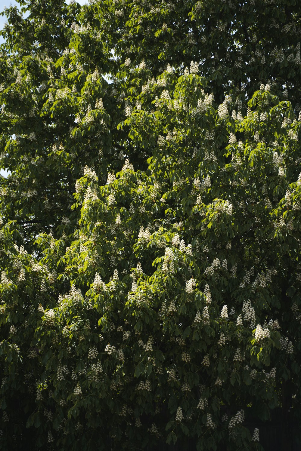 green tree with white flowers