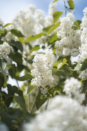 white flowers in tilt shift lens