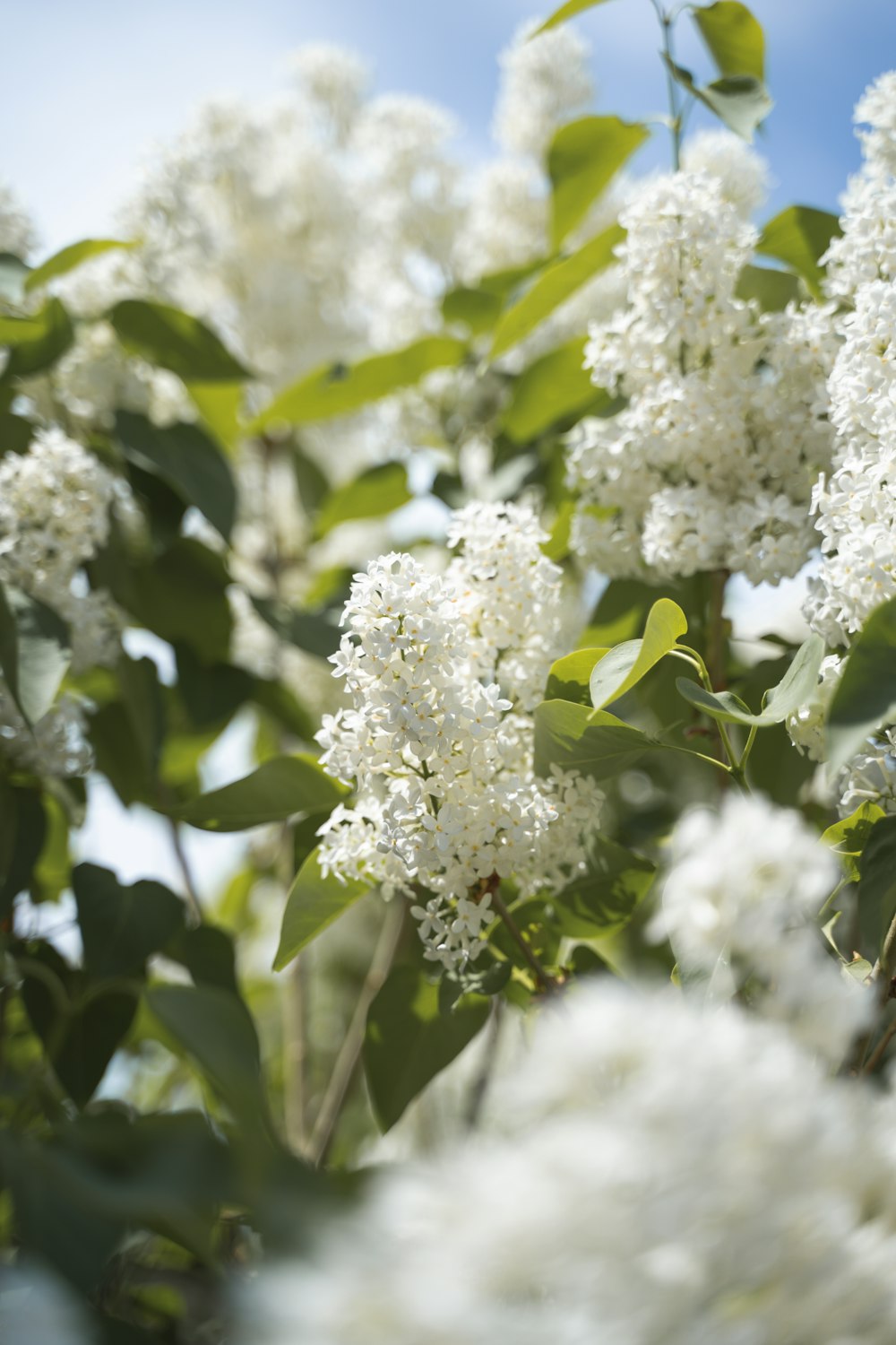 Flores blancas en lente de cambio de inclinación